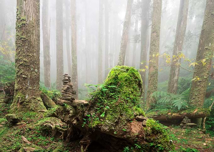Misty forest
