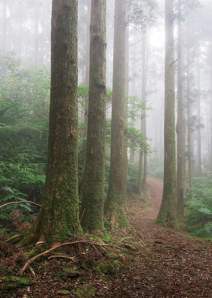 Misty forest