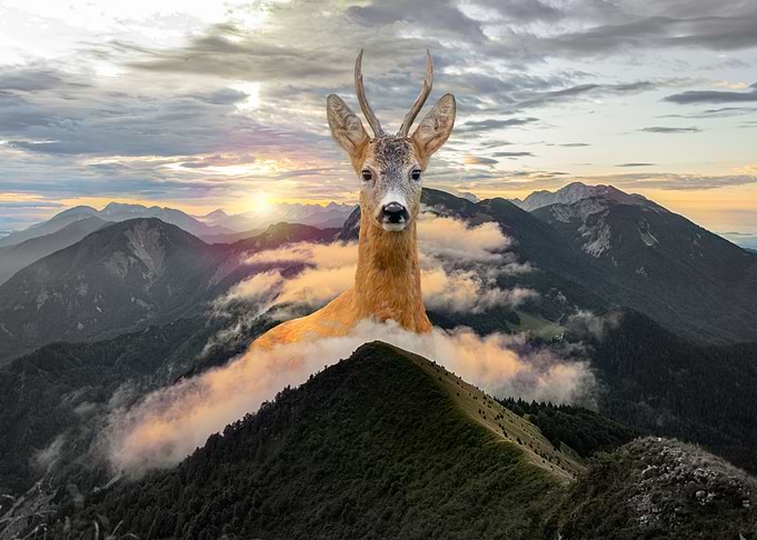 Deer in the mountains