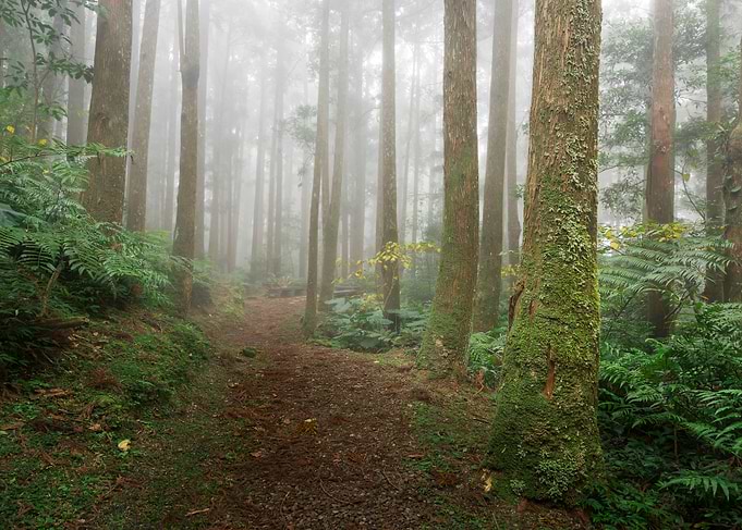 Misty forest