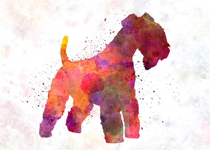Lakeland Terrier dog