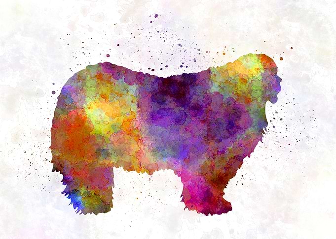 Komondor in watercolor