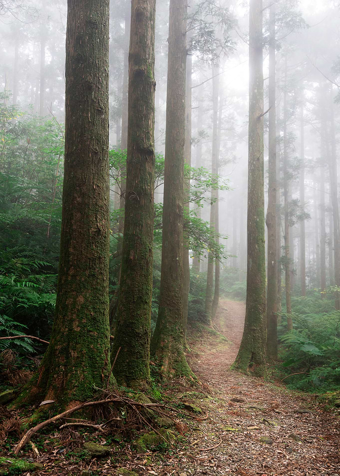 Misty forest