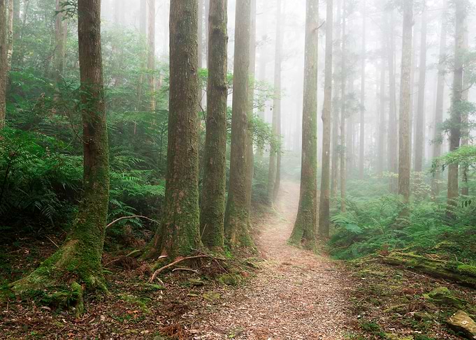 Misty forest