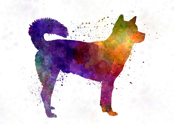 Kishu in watercolor