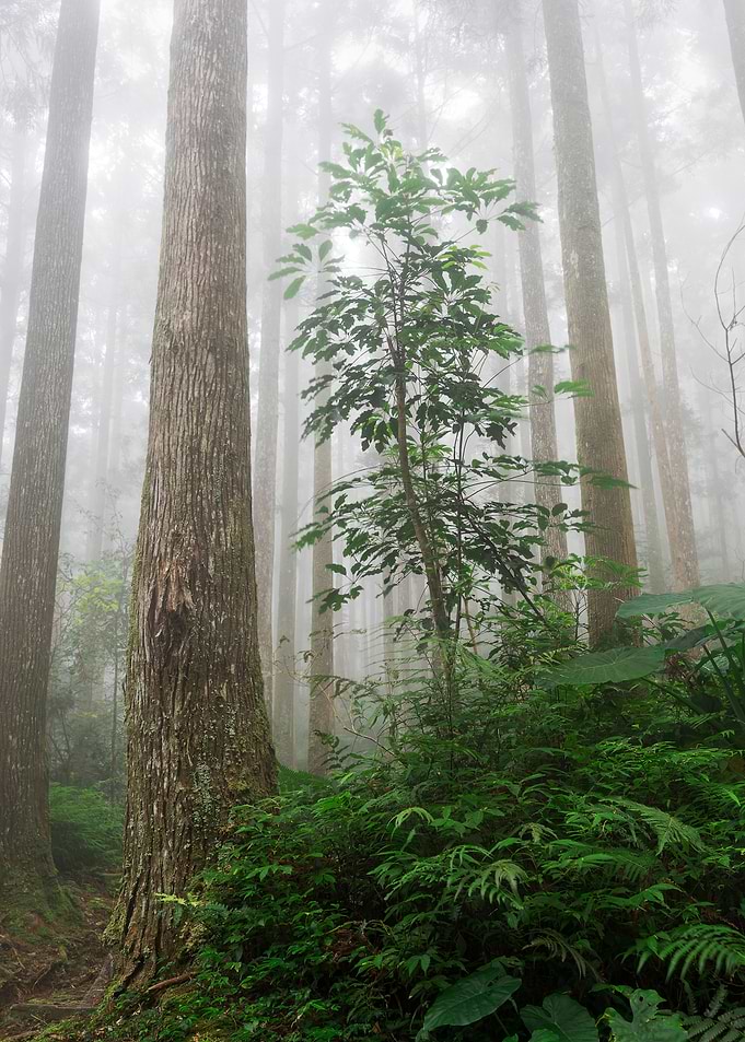 Misty forest
