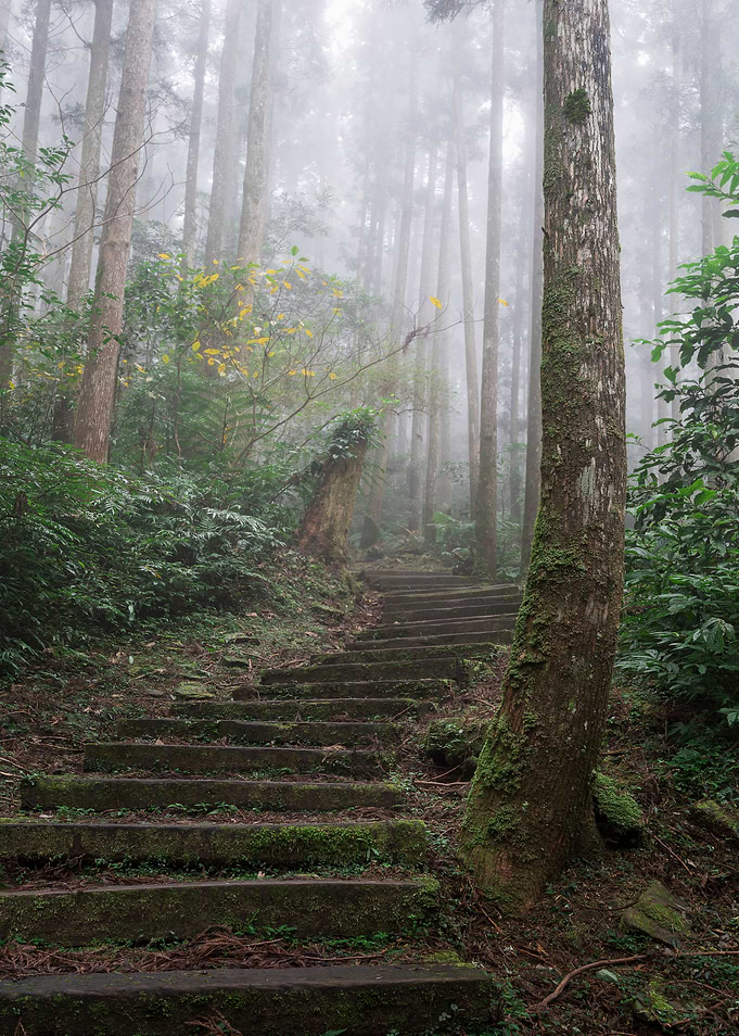 Misty forest