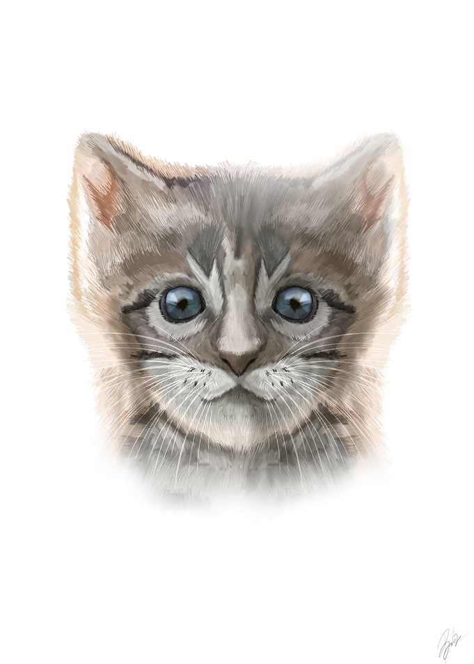 Curious cat