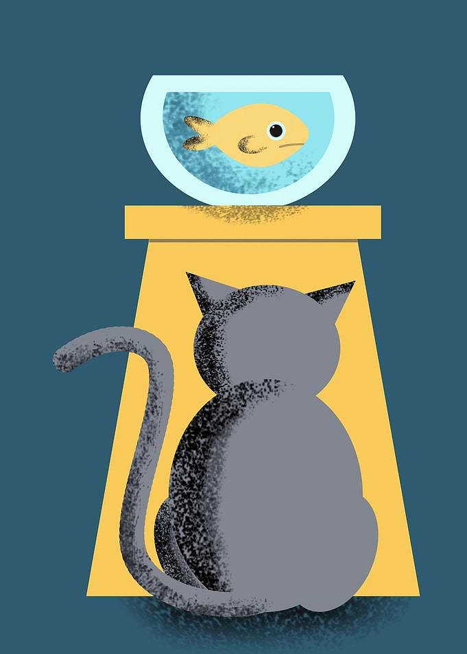 Cat n Fish