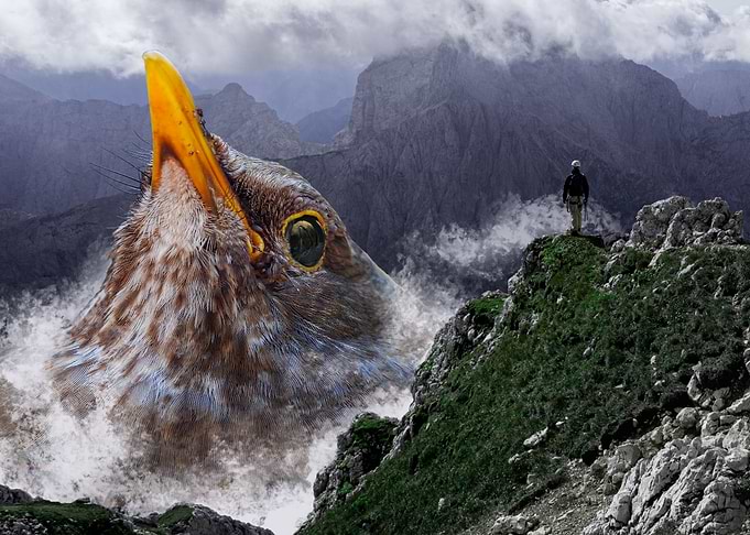Bird in the mountains