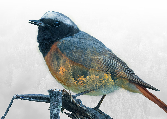 Bird with trees