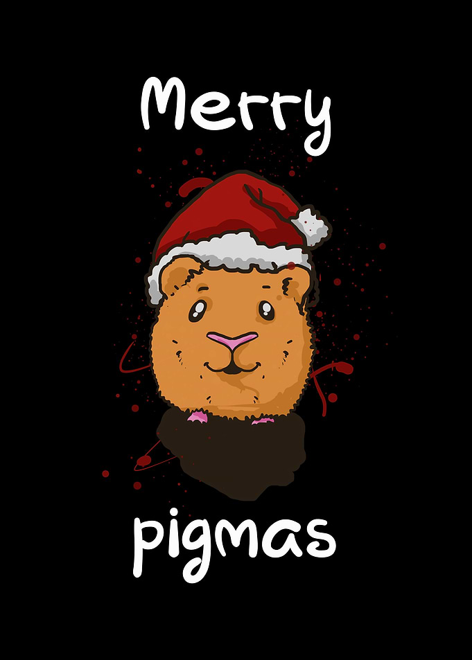 Merry pigmas guinea pig