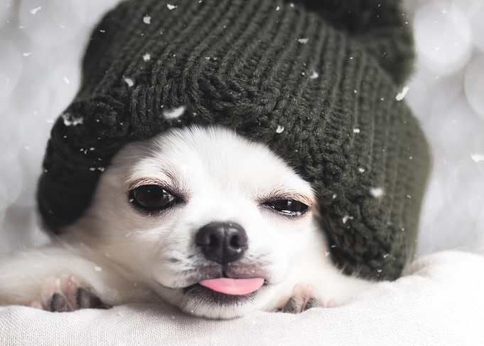 Yahboo