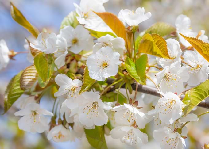White Spring Blossom