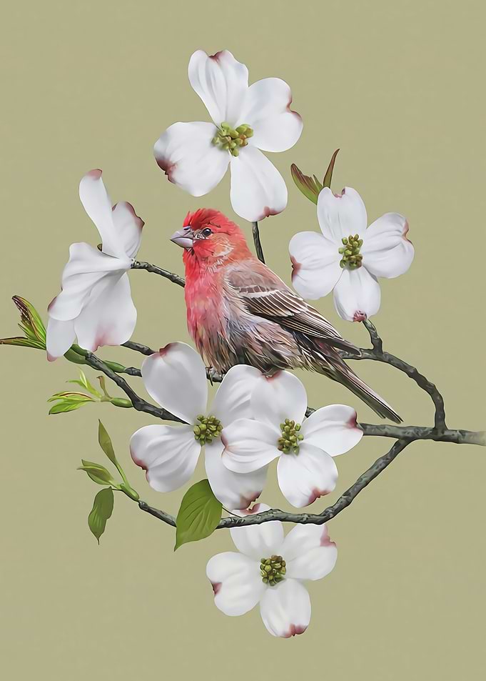 Finch and Dogwood
