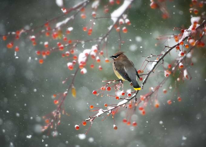 First Snow