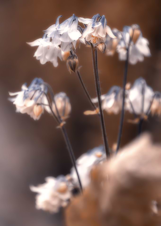 Delicate white flowers
