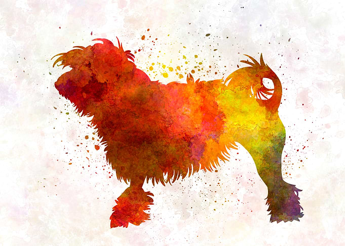 Little Lion Dog