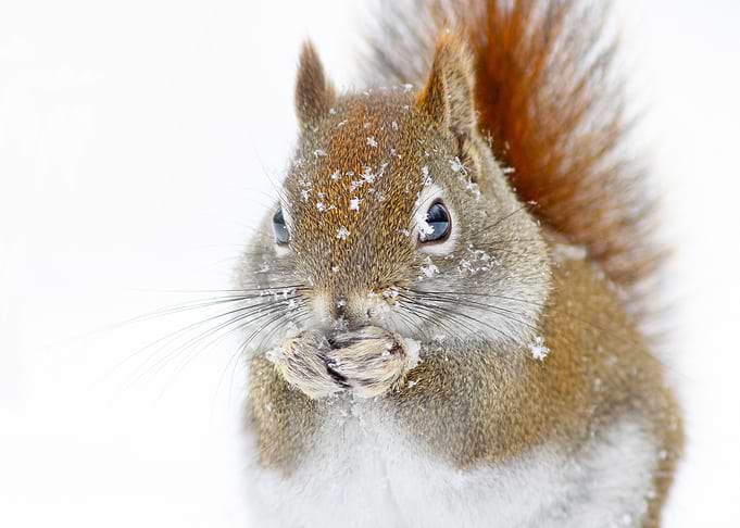 Christmas Squirrel