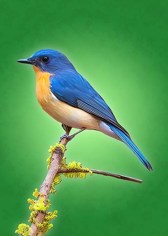 Bird