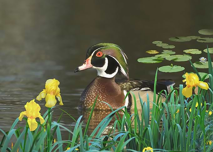 Drake Wood Duck