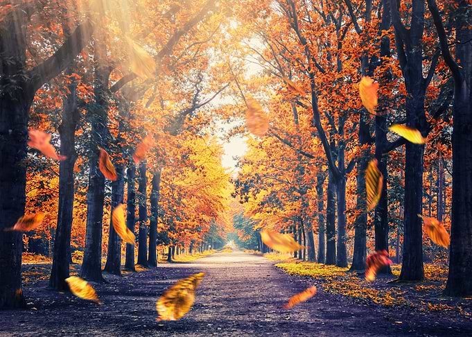 Autumn Vibe