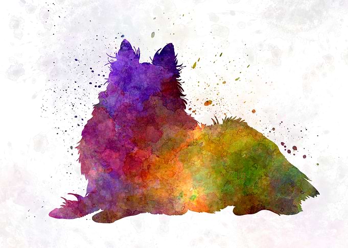 Long Haired Collie