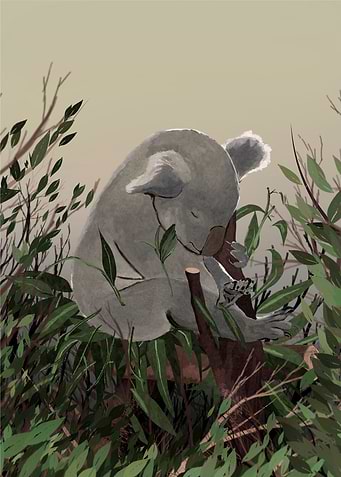 Koala in the branches