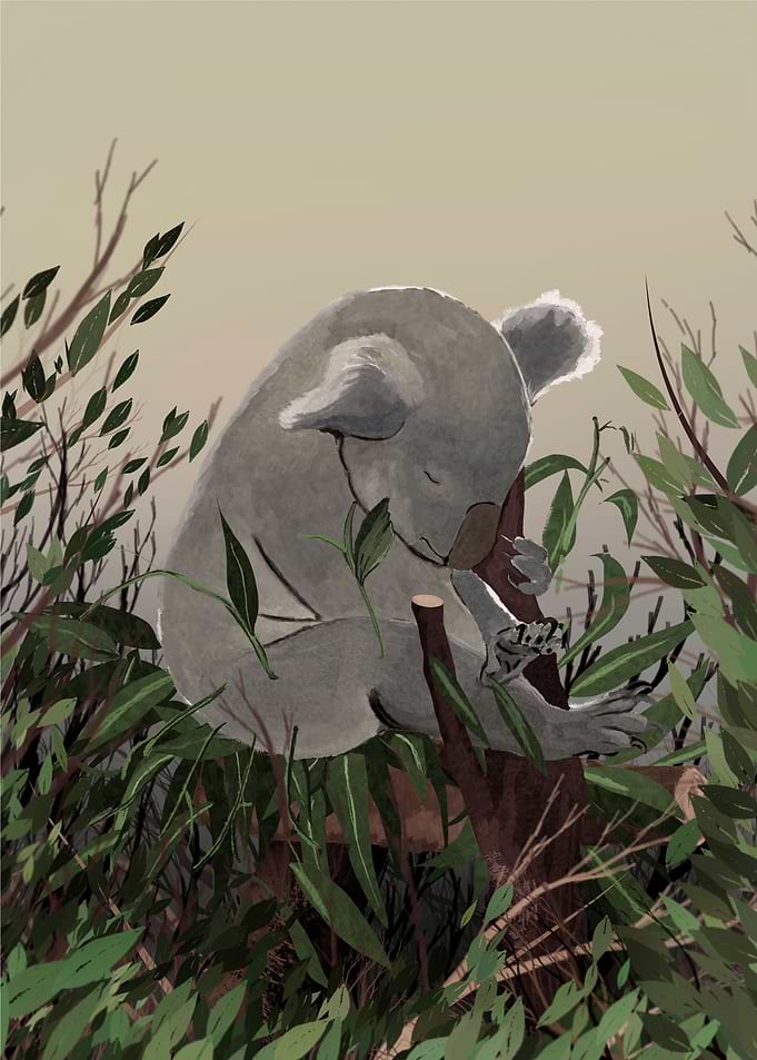 Koala in the branches