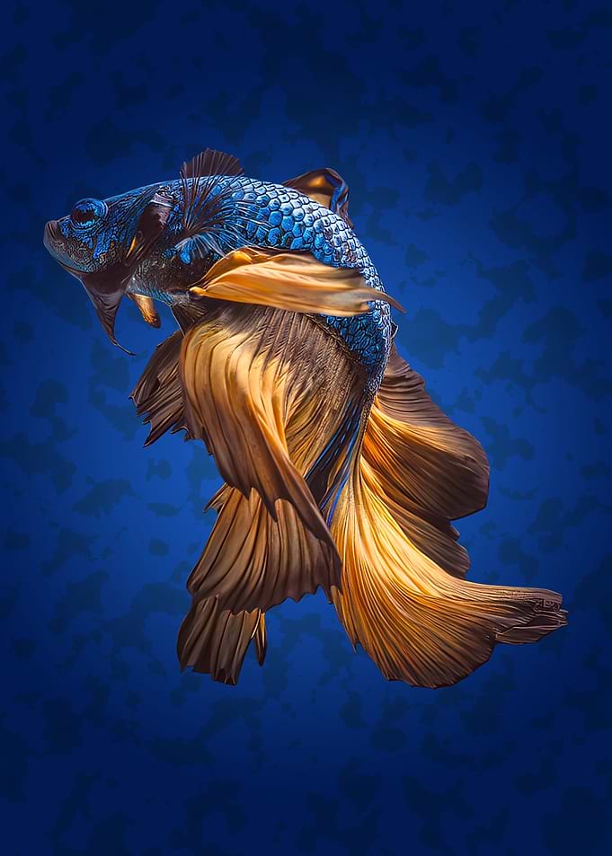 Fish