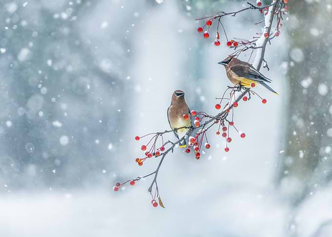Colors of Winter