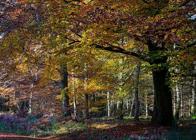 Autumnal Woodland