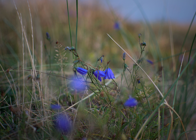 Blue flowers on meadow