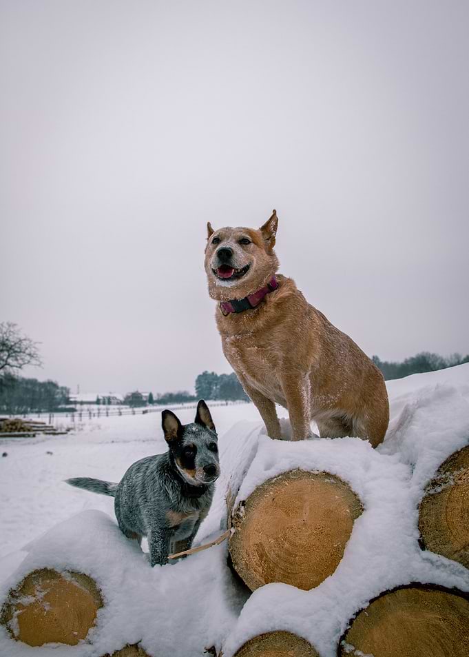 Australian Cattle Dogs