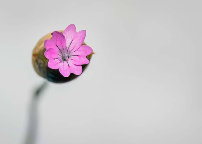Pink flower