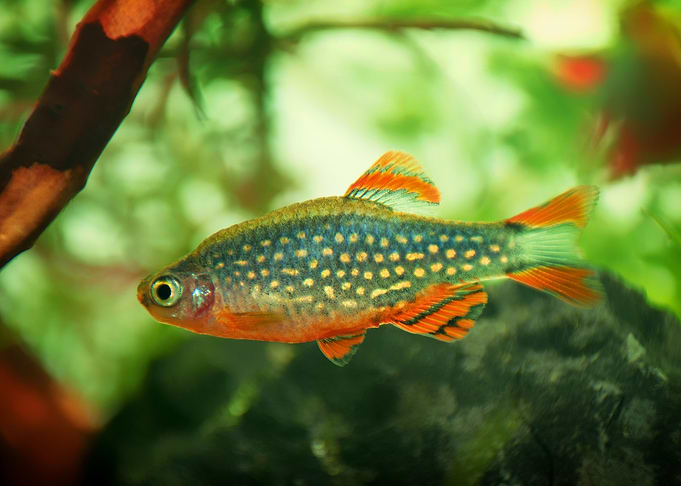 aquarium rasbora fish