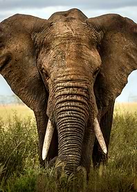 Encounters in Serengeti 2