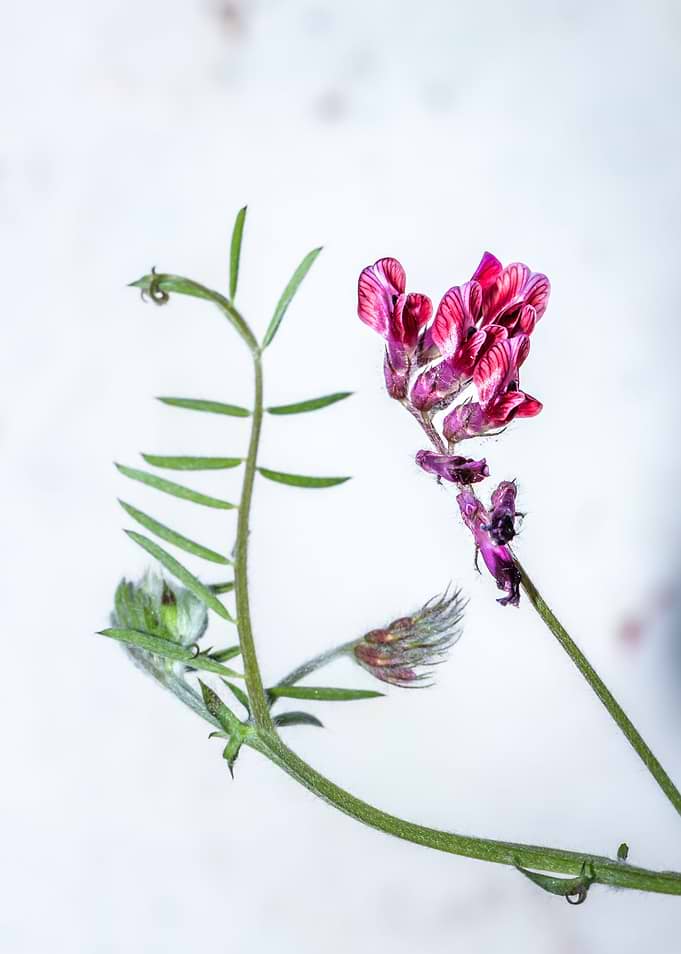 Purple vetch flower