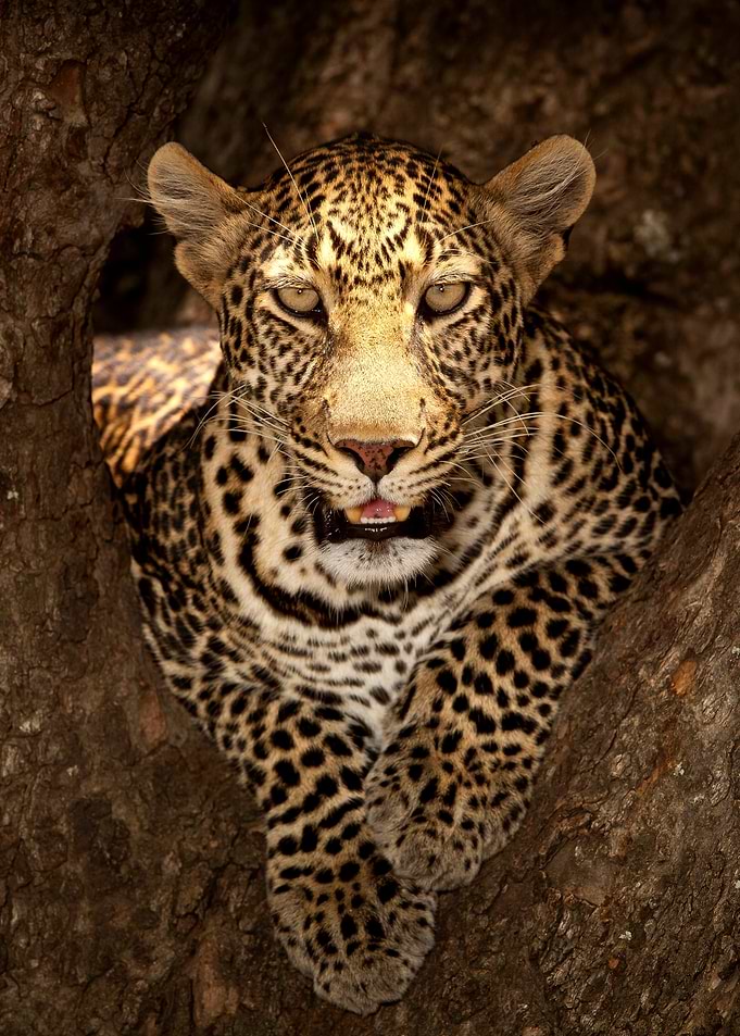 Leopard Resting 2