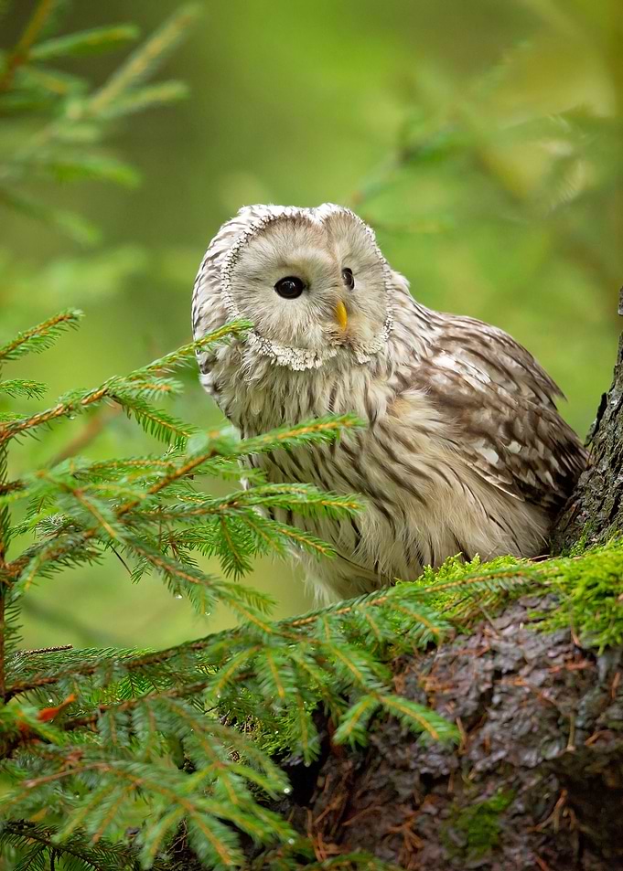 Ural Owl