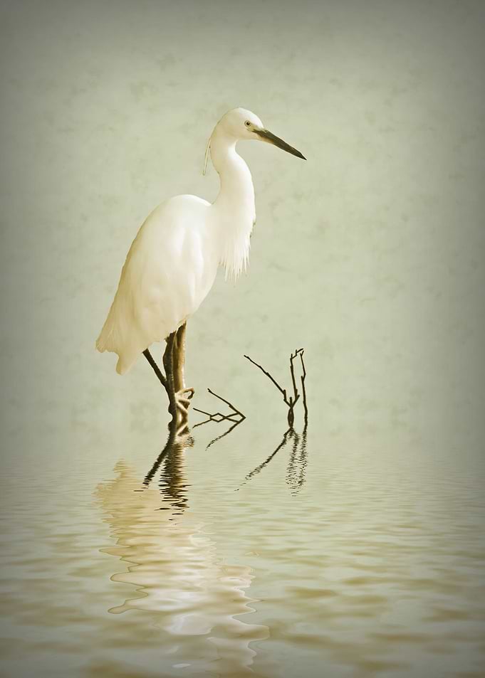 Little Egret