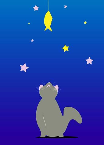 The cat and the fish