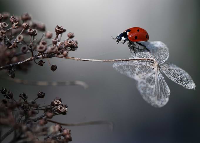 Ladybird on hydrangea