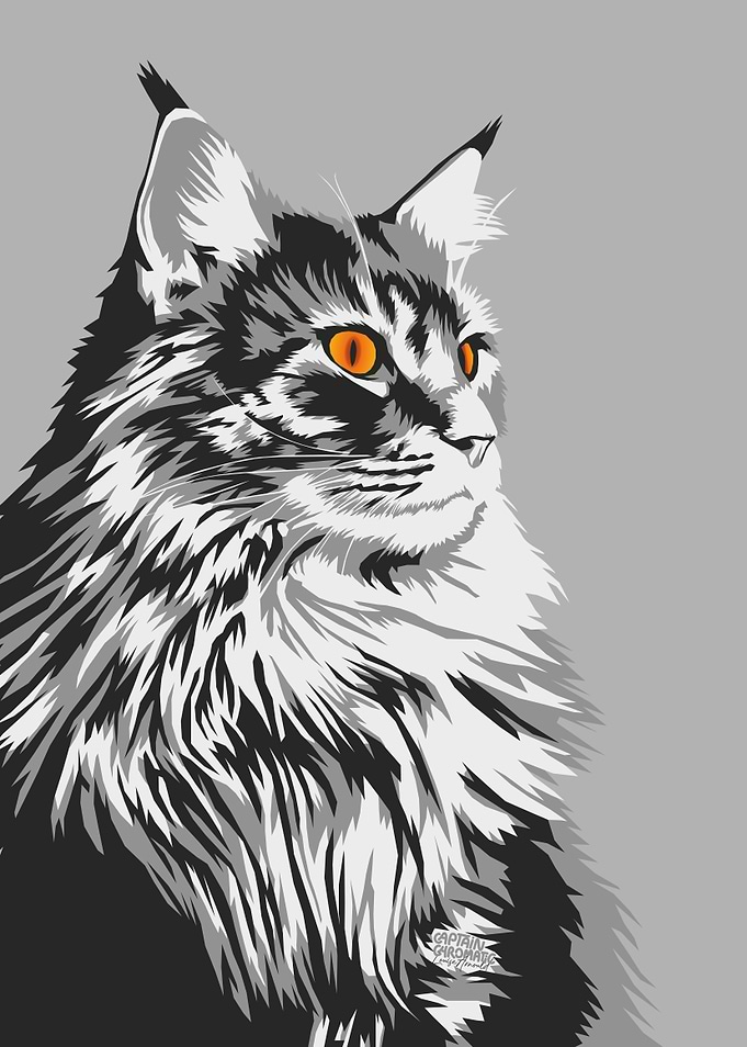 Black and white cat