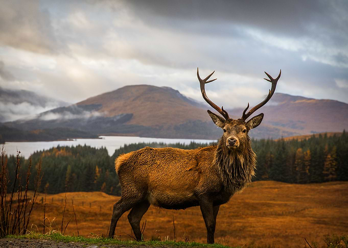 Scottish Stag