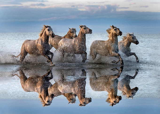 Horses and reflection