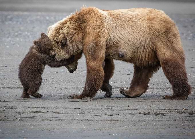 A Little Bear Hug