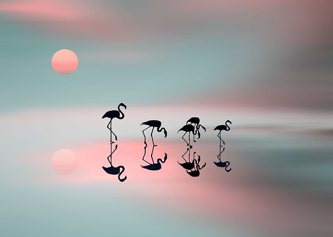 Family flamingos 2