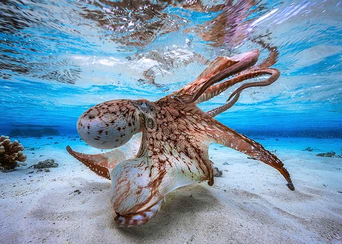 Dancing Octopus