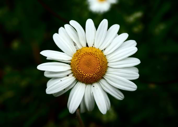 Daisy Flower
